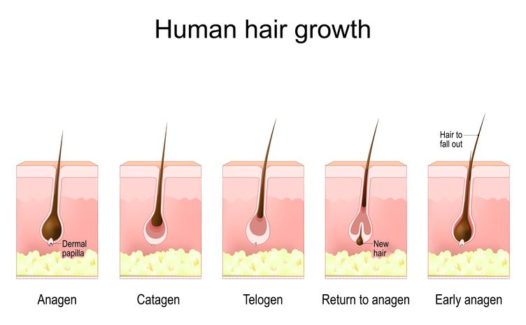 How To Make Hair Grow Faster? Tools That Helps Hair Growth